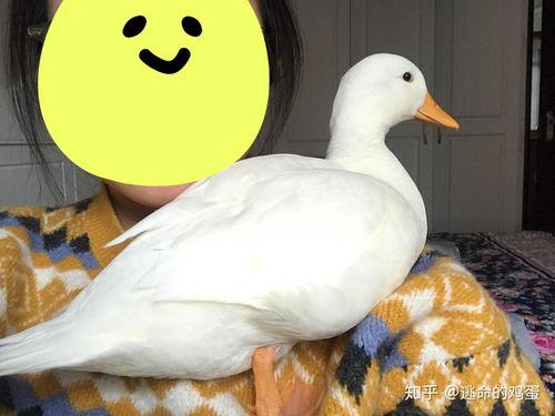 柯尔鸭视频,揭秘可爱鸭子的日常趣事