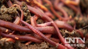 蚯蚓钻马眼视频,一场奇妙的自然现象揭秘