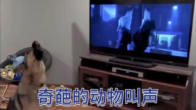 叫声视频,揭秘动物叫声背后的秘密