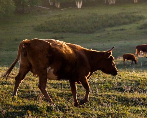 牛反刍的视频,揭秘动物消化奥秘
